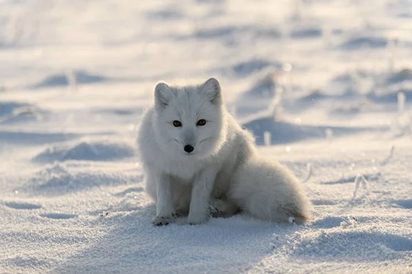 冬時間にツンドラで野生の北極キツネ Vulpes Lagopus 白北極狐座 — ストック写真