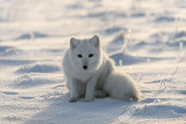 Άγρια Αρκτική Αλεπού Vulpes Lagopus Στην Τούνδρα Χειμώνα Λευκή Αρκτική — Φωτογραφία Αρχείου