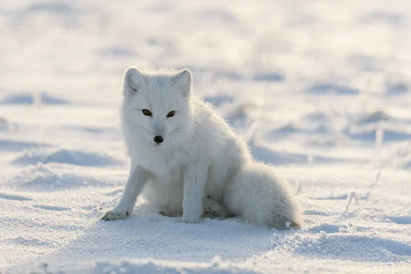 Wild arctic fox (Vulpes Lagopus) in tundra in winter time. White arctic fox sitting.