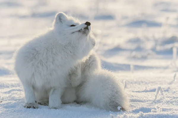 Polarfuchs Der Wilden Tundra Arktischer Fuchs Verschrottet — Stockfoto