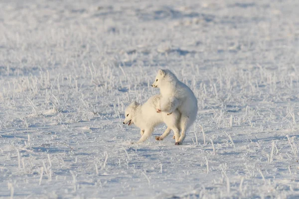 野生のツンドラには2つの北極キツネ Vulpes Lagopus がいます 北極キツネ遊び — ストック写真