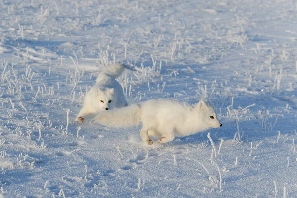 Twee Poolvossen Vulpes Lagopus Wilde Toendra Arctische Vos Speelt — Stockfoto