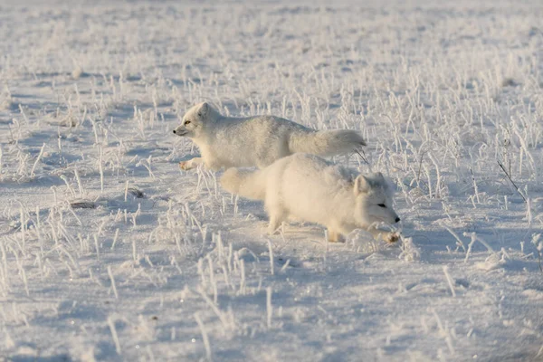 Duas Raposas Árticas Vulpes Lagopus Tundra Selvagem Raposa Ártica Jogando — Fotografia de Stock