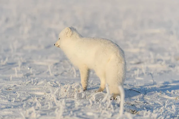 Raposa Ártica Selvagem Vulpes Lagopus Tundra Inverno Raposa Ártica Branca — Fotografia de Stock