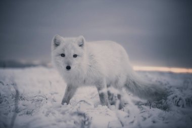 Kışın tundrada vahşi kutup tilkisi (Vulpes Lagopus). Beyaz kutup tilkisi.