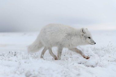 Kışın tundrada vahşi kutup tilkisi (Vulpes Lagopus). Beyaz kutup tilkisi.