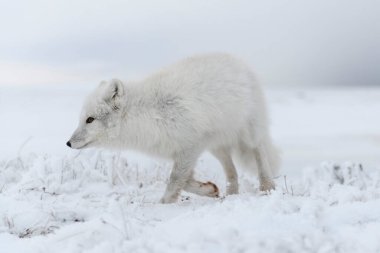 Kışın tundrada vahşi kutup tilkisi (Vulpes Lagopus). Beyaz kutup tilkisi.
