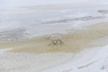 Kışın tundrada vahşi kutup tilkisi (Vulpes Lagopus). Beyaz kutup tilkisi.