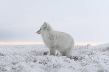 Kışın tundrada vahşi kutup tilkisi (Vulpes Lagopus). Beyaz kutup tilkisi.