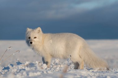 Kışın tundrada vahşi kutup tilkisi (Vulpes Lagopus). Beyaz kutup tilkisi.