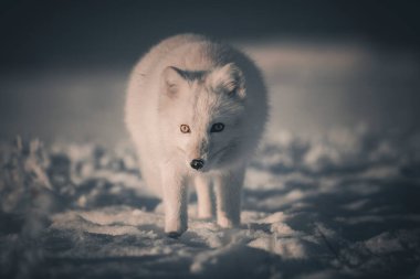 Kışın tundrada vahşi kutup tilkisi (Vulpes Lagopus). Beyaz kutup tilkisi.