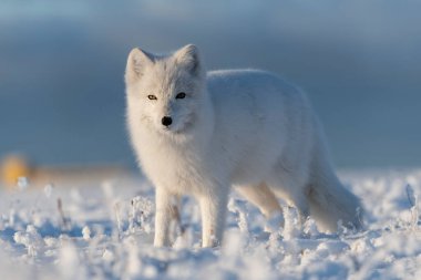 Kışın tundrada vahşi kutup tilkisi (Vulpes Lagopus). Beyaz kutup tilkisi yaklaş.