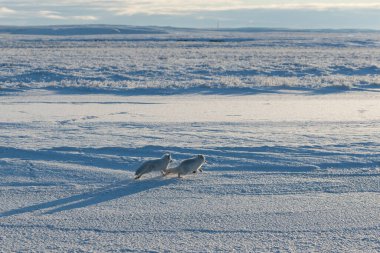 Wilde Tundra 'da iki kutup tilkisi (Vulpes Lagopus). Kutup tilkisi oynuyor.