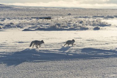 Wilde Tundra 'da iki kutup tilkisi (Vulpes Lagopus). Kutup tilkisi oynuyor.