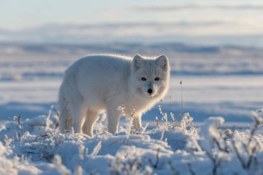 Kışın tundrada vahşi kutup tilkisi (Vulpes Lagopus). Beyaz kutup tilkisi.