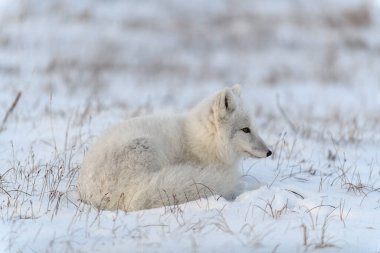 Kışın tundrada vahşi kutup tilkisi (Vulpes Lagopus). Beyaz kutup tilkisi yalan söylüyor.