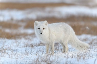 Tundra 'da kış zamanı vahşi kutup tilkisi (Vulpes Lagopus).