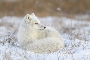 Sibirya tundrasında kışın kutup tilkisi kapanıyor.