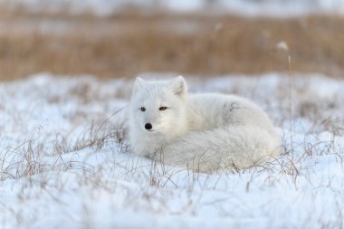 Tundra 'da vahşi kutup tilkisi. Kutup tilkisi yalan söylüyor. Tundra 'da uyumak.