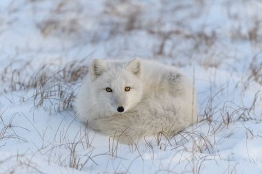 Kışın tundrada vahşi kutup tilkisi (Vulpes Lagopus). Beyaz kutup tilkisi yalan söylüyor.