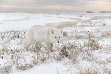 Tundra 'da kış zamanı vahşi kutup tilkisi (Vulpes Lagopus).
