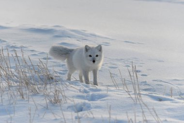 Tundra 'da kış zamanı vahşi kutup tilkisi (Vulpes Lagopus).