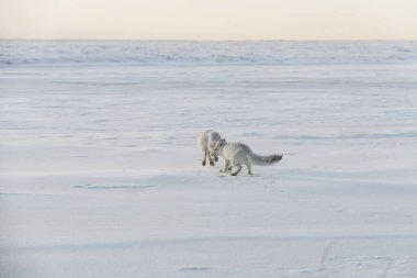 Wilde Tundra 'da iki genç kutup tilkisi (Vulpes Lagopus). Kutup tilkisi oynuyor.
