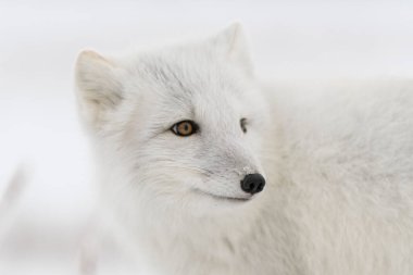 Kışın tundrada vahşi kutup tilkisi (Vulpes Lagopus). Beyaz kutup tilkisi yaklaş.