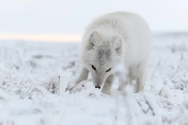 Vild Fjällräv Vulpes Lagopus Tundra Vintern Vit Arktisk Räv — Stockfoto