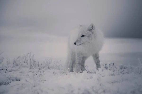 Zorro Ártico Salvaje Vulpes Lagopus Tundra Invierno Zorro Ártico Blanco —  Fotos de Stock