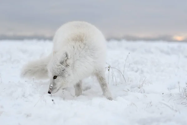 Arktischer Wildfuchs Vulpes Lagopus Der Tundra Winter Weißer Polarfuchs — Stockfoto