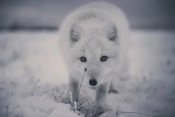 Wilde Poolvos Vulpes Lagopus Toendra Winter Witte Poolvos Close — Stockfoto