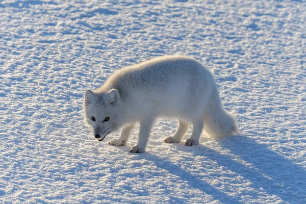 Zorro Ártico Salvaje Vulpes Lagopus Tundra Invierno Zorro Ártico Blanco —  Fotos de Stock