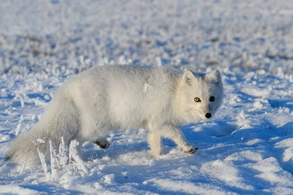 Дикая Арктическая Лиса Vulpes Lagopus Тундре Зимой Белая Арктическая Лиса — стоковое фото