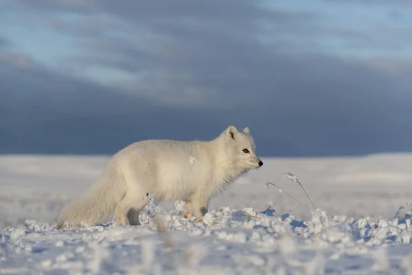 Renard Arctique Sauvage Vulpes Lagopus Dans Toundra Hiver Renard Arctique — Photo