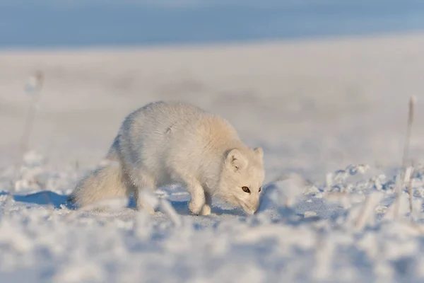 Vadon Élő Sarki Róka Vulpes Lagopus Tundrában Télen Fehér Sarki — Stock Fotó