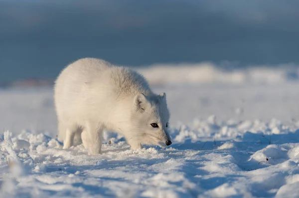 겨울에 툰드라 지역에서는 Vulpes Lagopus 서식한다 — 스톡 사진