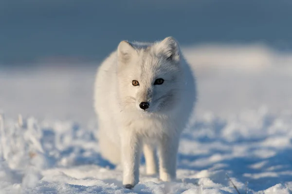 Дикая Арктическая Лиса Vulpes Lagopus Тундре Зимой Белый Арктический Лис — стоковое фото