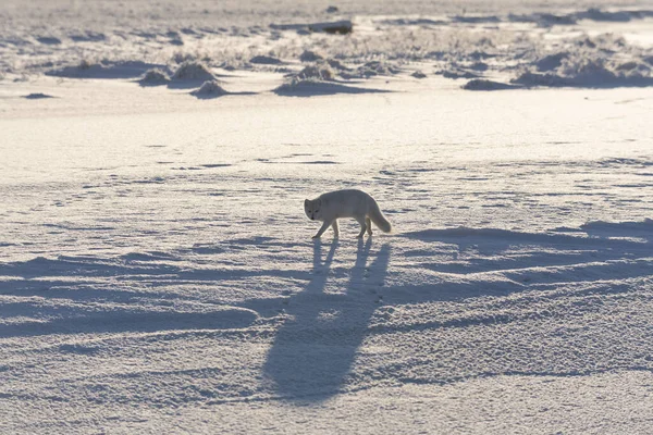 Дикая Арктическая Лиса Vulpes Lagopus Тундре Зимой Белая Арктическая Лиса — стоковое фото