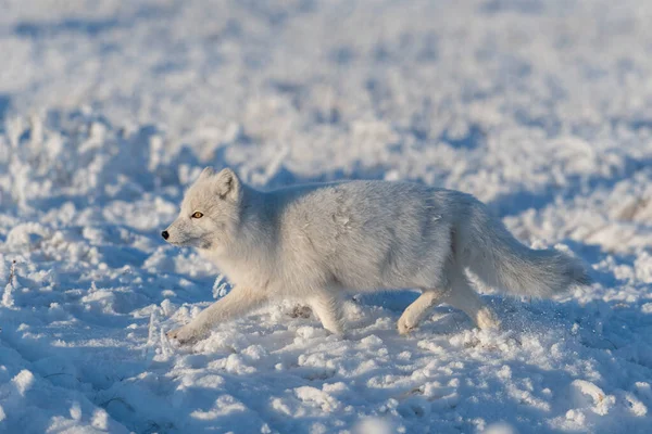 冬時間にツンドラで野生の北極キツネ Vulpes Lagopus 白北極狐 — ストック写真