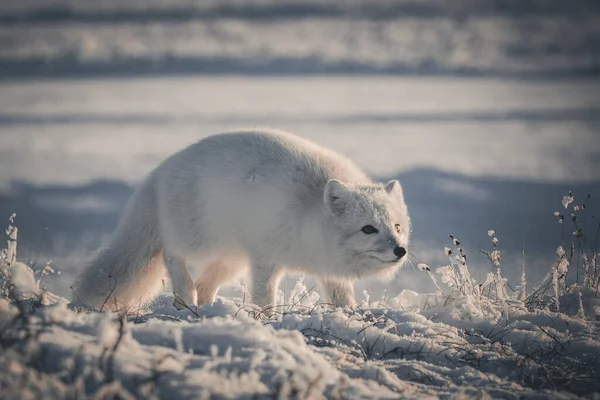 Arctic Fox Vulpes Lagopus Hidden Wilde Tundra — Stock Photo, Image