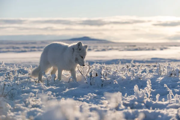 Renard Arctique Sauvage Vulpes Lagopus Dans Toundra Hiver Renard Arctique — Photo