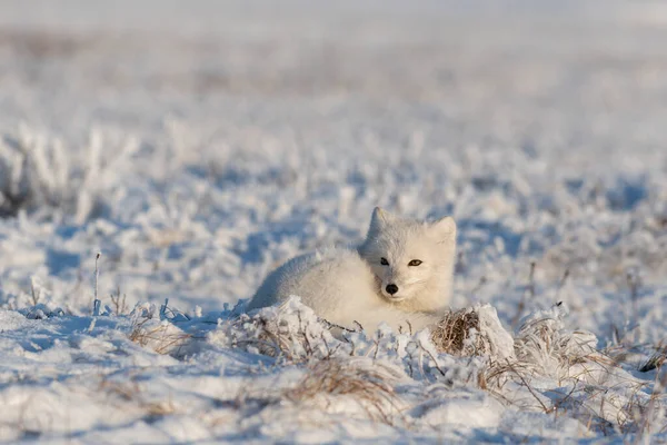 Wild arctic fox in tundra. Arctic fox lying. Sleeping in tundra.