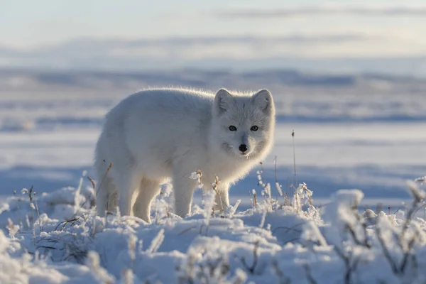 冬季冻土带中的野生北极狐狸 Vulpes Lagopus 北极白狐 — 图库照片