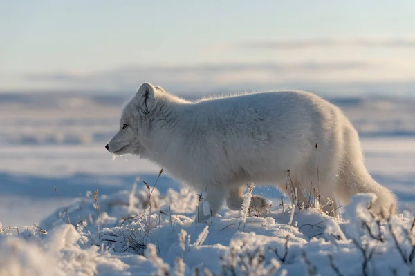 冬時間にツンドラで野生の北極キツネ Vulpes Lagopus 白北極狐 — ストック写真