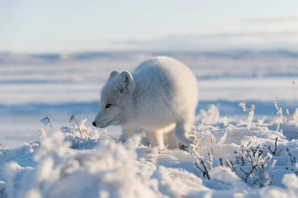 Zorro Ártico Salvaje Vulpes Lagopus Tundra Invierno Zorro Ártico Blanco —  Fotos de Stock