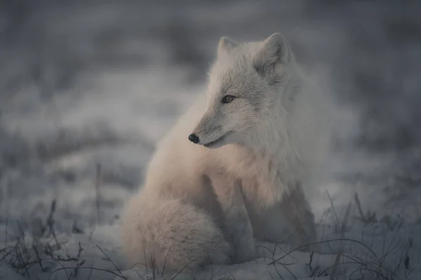 Дикий Арктичний Лис Vulpes Lagopus Тундрі Зимовий Час — стокове фото