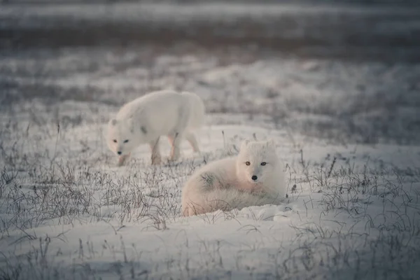 Δύο Νεαρές Αρκτικές Αλεπούδες Vulpes Lagopus Στην Άγρια Τούνδρα Αρκτική — Φωτογραφία Αρχείου