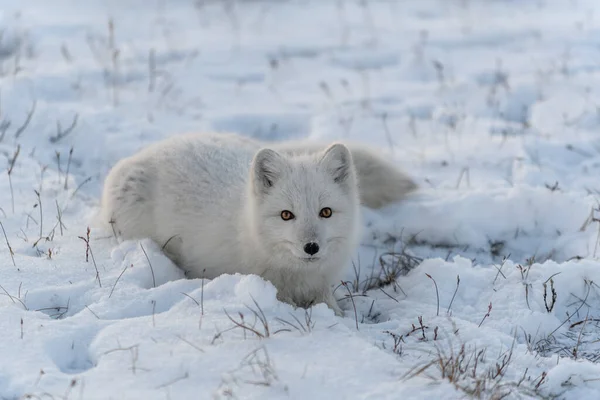 Divoká Arktická Liška Vulpes Lagopus Tundře Zimním Období Ležící Bílá — Stock fotografie