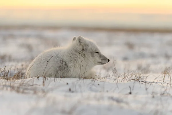 Wild arctic fox in tundra. Arctic fox lying. Sleeping in tundra.